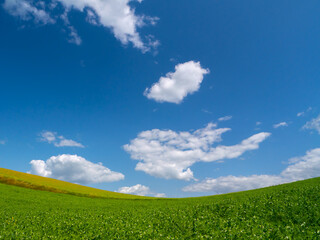 Rolling green fields under a blue sky with white clouds on a summer day