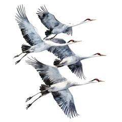 Cranes Flying In Formation, watercolor painting vector, isolated on a white background.