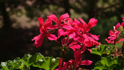 Czerwone kwiaty pelargonii