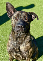 Brindle Pitbull Mix Sitting Attentively Outdoors