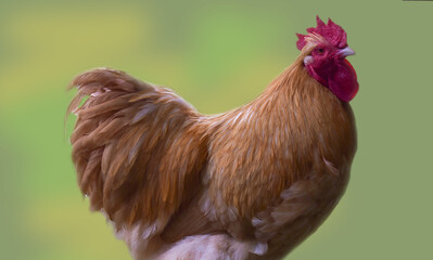 Proud Han on Green Background. Clouse-up A majestic brown rooster with a vibrant red comb and...