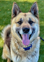 Husky Shepherd Mix Dog Smiling with Tongue Out