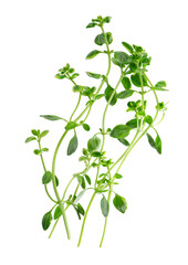 Fresh thyme sprig isolated on white background. Lemon thyme or Thymus citriodorus. Medicinal and...