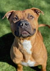Strong Pitbull Dog Sitting Under Sunlight