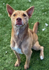 Tan Mixed Breed Dog Sitting on Grass with Ears Up