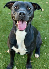 Black and White Pitbull Mix Smiling with Tongue Out