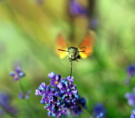 The stellate butterfly, sphinx butterfly or hummingbird sphinx