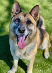 Smiling German Shepherd Dog with Tongue Out