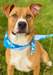 Mixed Breed Dog Wearing Blue Bandana on Grass