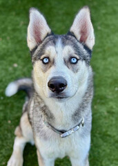 Blue-Eyed Husky Dog Sitting on Lawn