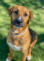 Tan Hound Mix Dog Sitting on Lawn with Gentle Gaze
