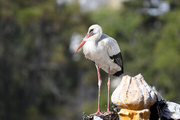 White stork standing on top of a bell tower
