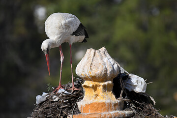 White stork standing on top of a bell tower