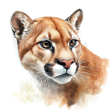 watercolor vector of Cougar Close Up, isolated on a white background.