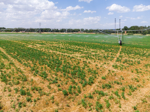 Life in Circles: Center Pivot Irrigation Reviving a Parched Farmland.