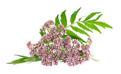 Valerian flowers isolated on white background. Valeriana officinalis. Medicinal herbs.
