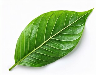 Obraz premium lush green leaves detail nature botanical isolated on white background