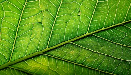 Obraz premium green leaf macro