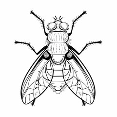 Blow Fly Species Lucilia Caesar Image vector isolated on white background.