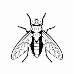 Blow Fly Species Lucilia Caesar Image vector isolated on white background.