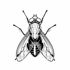 Blow Fly Species Lucilia Caesar Image vector isolated on white background.