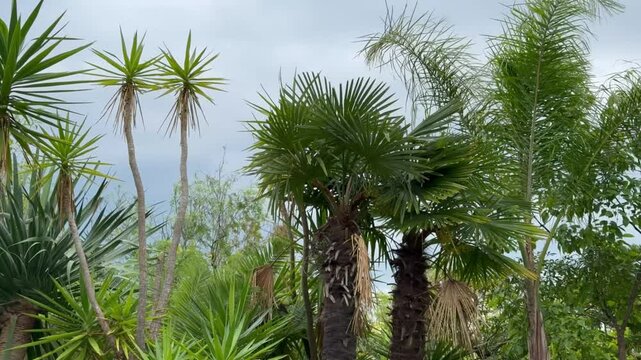 Tropical and subtropical trees including palms and yuccas moving in breeze against stormy clouds. Dramatic rainy weather and exotic vegetation.