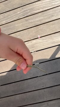 Lizard Tail Reflex in Hand &ndash; Autotomy Movement