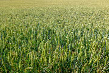 Selective focus of green rye grain on the field, Farmland with barley (gerst) Hordeum vulgare or Wheat, Texture of young ears of green wheat in the farm, Agriculture in countryside, Nature background.