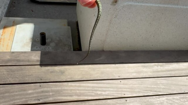 Reflex Survival: Detached Lizard Tail Still Moving