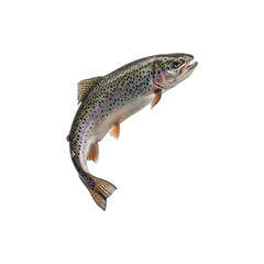 Naklejka premium Freshly caught fish mid-jump isolated on a white background