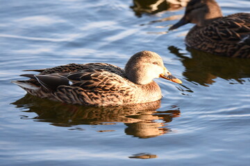 duck on the water