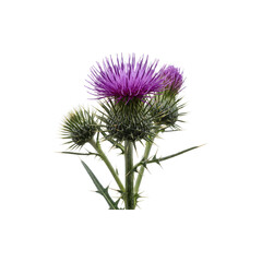 Purple thistle flower with spiky leaves isolated on a clean white background