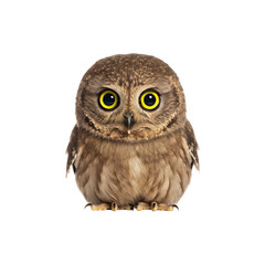 Fototapeta premium Cute owl with wide yellow eyes staring directly at camera on white background