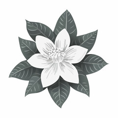 Citrus Flower Image Vector Isolated On White Background.