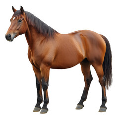 Obraz premium Majestic brown horse standing confidently on a plain background, showcasing its strong physique and grace