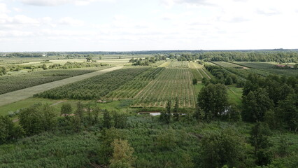 Krajobraz pól uprawnych, rośliny uprawne, drzewa owocowe © tomo81