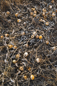 A patch of buffalo gourd covered in frost in the BLM&rsquo;s Fort Stanton &ndash; Snowy River Cave National Conservation Area in spring.