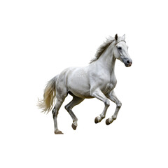 Fototapeta premium Majestic white horse galloping in motion with powerful energy on white background