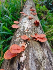  mushroom on a tree