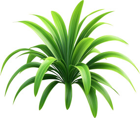 Pandanus amaryllifolius plant with vibrant green leaves isolated on a white background
