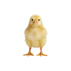 Obraz premium Fluffy baby chick standing alone on a white background, perfect for Easter, spring, or farm animal themes