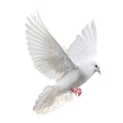 Obraz premium Free white dove flying in mid-air transparent background