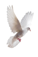 Fototapeta premium Free white dove flying in mid-air transparent background