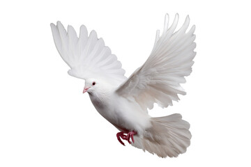 Free white dove flying in mid-air transparent background
