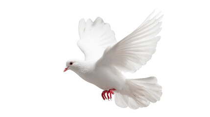 Obraz premium Free white dove flying in mid-air transparent background