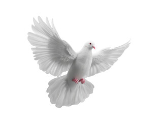 Obraz premium Free white dove flying in mid-air transparent background