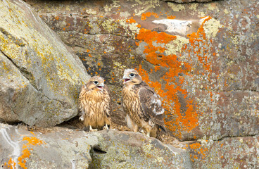 Prairie Falcon nestlings in scenes from a cliffside aerie, from new born to fledgling.