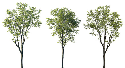 Isolated Celtis australis tree with green leaves on transparent background