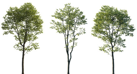 Isolated Celtis australis tree with green leaves on transparent background