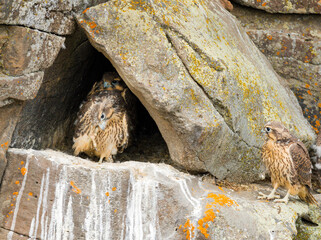 Prairie Falcon nestlings in scenes from a cliffside aerie, from new born to fledgling.